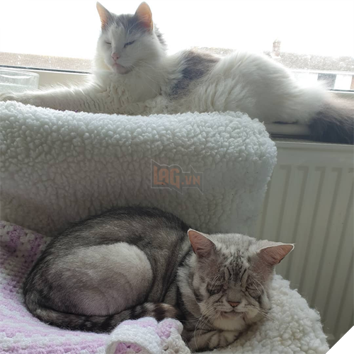 Mắc hội chứng Ehlers-Danlos ở người, chú mèo này già trước tuổi với bộ da nhăn nheo, chảy xệ 3