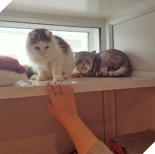 Mắc hội chứng Ehlers-Danlos ở người, chú mèo này già trước tuổi với bộ da nhăn nheo, chảy xệ 2