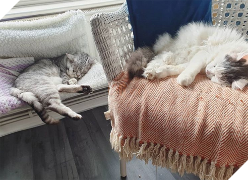 Mắc hội chứng Ehlers-Danlos ở người, chú mèo này già trước tuổi với bộ da nhăn nheo, chảy xệ 11