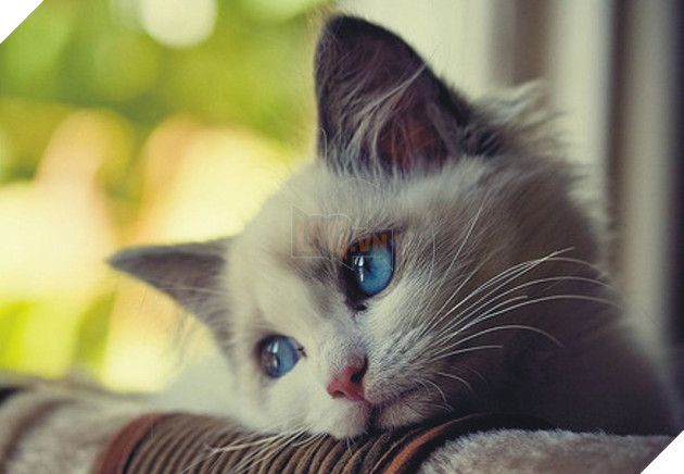 Lũ mèo sẽ cảm thấy bị bỏ rơi nếu bạn ra khỏi nhà mà không nói gì với chúng 3