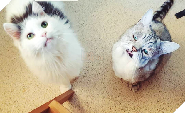 Mắc hội chứng Ehlers-Danlos ở người, chú mèo này già trước tuổi với bộ da nhăn nheo, chảy xệ 10