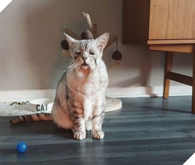 Mắc hội chứng Ehlers-Danlos ở người, chú mèo này già trước tuổi với bộ da nhăn nheo, chảy xệ 5