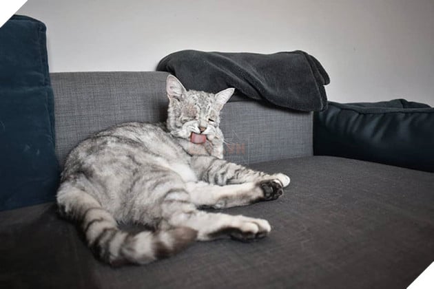 Mắc hội chứng Ehlers-Danlos ở người, chú mèo này già trước tuổi với bộ da nhăn nheo, chảy xệ 9