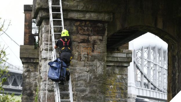 Lính cứu hỏa dành 5 tiếng và 174 tr để cứu 1 con mèo mắc kẹt trên cầu, nhưng nó lại từ chối và ở trển 3