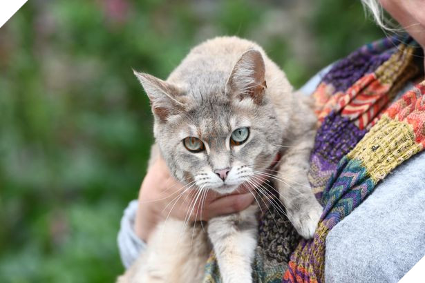 Lính cứu hỏa dành 5 tiếng và 174 tr để cứu 1 con mèo mắc kẹt trên cầu, nhưng nó lại từ chối và ở trển 7