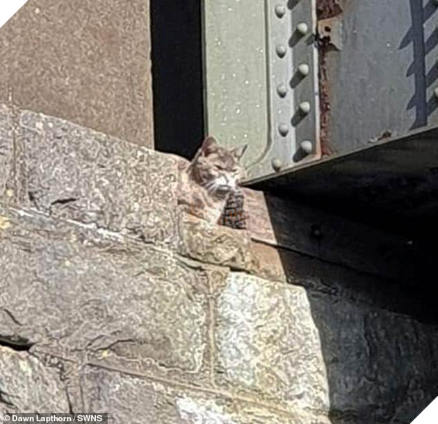 Lính cứu hỏa dành 5 tiếng và 174 tr để cứu 1 con mèo mắc kẹt trên cầu, nhưng nó lại từ chối và ở trển