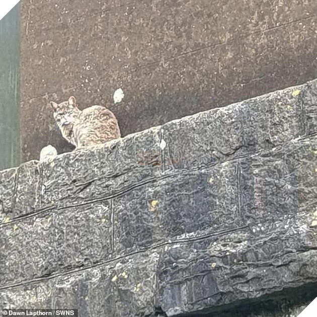 Lính cứu hỏa dành 5 tiếng và 174 tr để cứu 1 con mèo mắc kẹt trên cầu, nhưng nó lại từ chối và ở trển 2