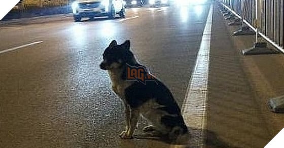  
Chú chó chờ chủ ở chỗ tai nạn suốt 80 ngày trời