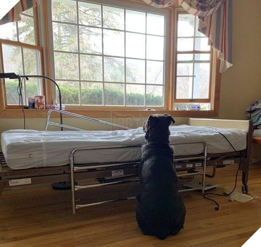  
Moose vẫn kiên nhẫn ngồi chờ ông chủ mỗi ngày