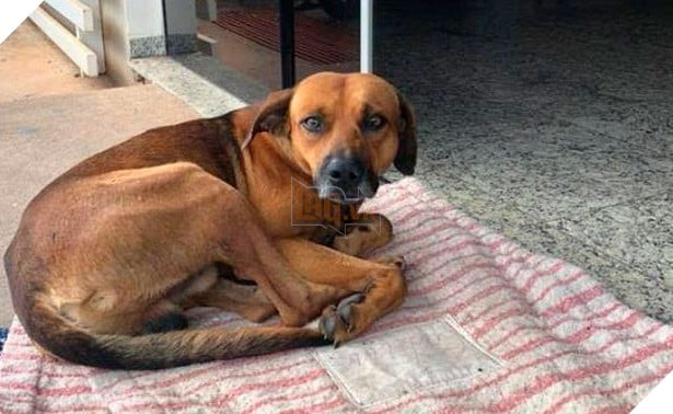  
Hình ảnh chú chó chờ ngừoi chủ vô gia cư ra viện trong vô vọng