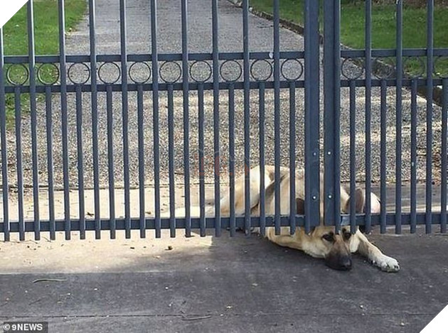  
Chú chó rầu rĩ này cũng đang nằm ở sân trước cửa ngôi nhà chờ đợi người chủ làm nghề phi công quay về. Thế nhưng, người chủ đã gặp tai nạn máy bay cách đây ít ngày và được cơ quan chức năng xác nhận là đã qua đời trong vụ việc.