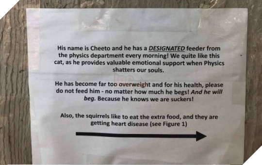 Con mèo này mập địt tới nỗi người ta phải dán áp phích cầu xin mọi người đừng cho nó ăn nữa 3