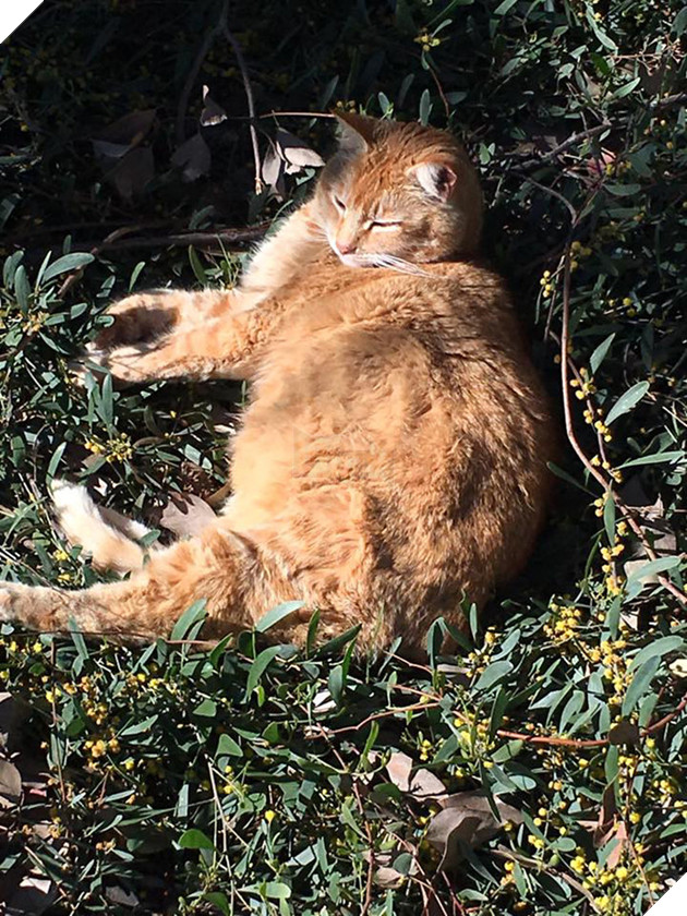 Con mèo này mập địt tới nỗi người ta phải dán áp phích cầu xin mọi người đừng cho nó ăn nữa