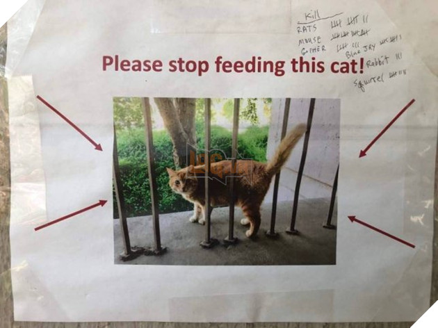 Con mèo này mập địt tới nỗi người ta phải dán áp phích cầu xin mọi người đừng cho nó ăn nữa 2