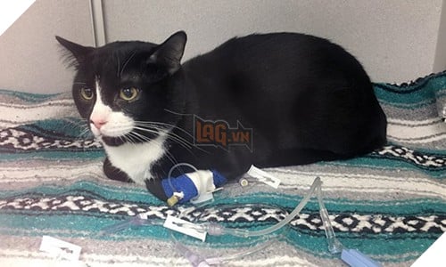 Suýt chết vì bị chủ nhân quay trong máy giặt 35 phút, con mèo số nhọ được cả MXH mệnh danh là sạch nhất thế giới - Ảnh 1.