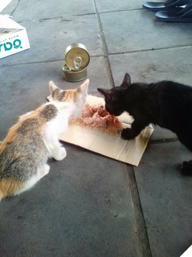 Người đàn ông vô gia cư này ngày ngày bán chanh trên phố để cưu mang những con mèo đi lạc 5