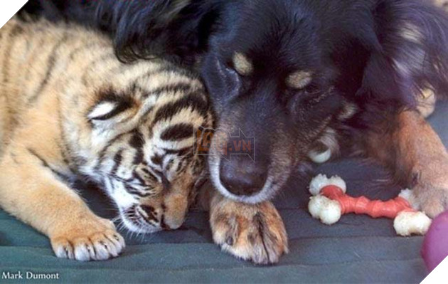 “Người bố quốc dân” là danh xưng của chú chó nhận nuôi tất cả các loại động vật 2