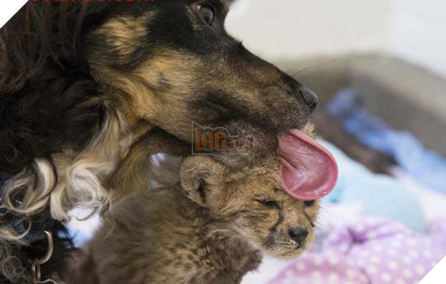 “Người bố quốc dân” là danh xưng của chú chó nhận nuôi tất cả các loại động vật 4