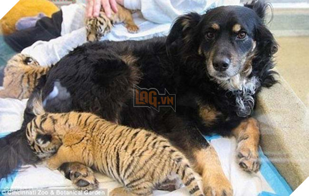 “Người bố quốc dân” là danh xưng của chú chó nhận nuôi tất cả các loại động vật 6