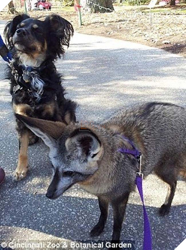 “Người bố quốc dân” là danh xưng của chú chó nhận nuôi tất cả các loại động vật 10