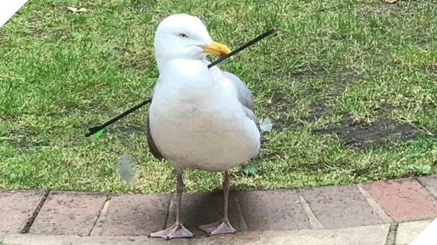 Chú hải âu đáng thương bị mũi tên bắn xuyên người nhưng ảnh chụp X quang còn hé lộ điều rùng rợn hơn - Ảnh 1.