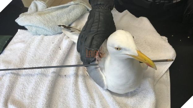 Chú hải âu đáng thương bị mũi tên bắn xuyên người nhưng ảnh chụp X quang còn hé lộ điều rùng rợn hơn - Ảnh 2.