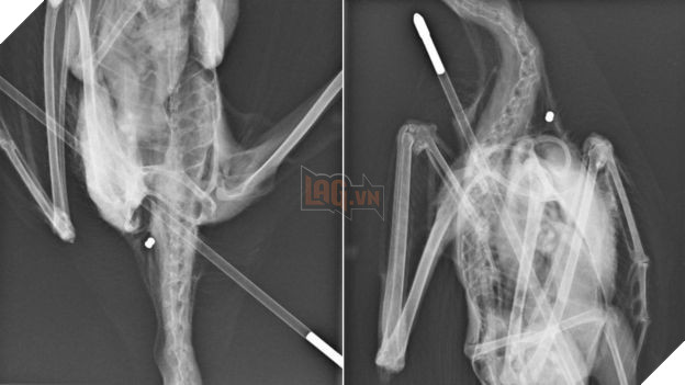 Chú hải âu đáng thương bị mũi tên bắn xuyên người nhưng ảnh chụp X quang còn hé lộ điều rùng rợn hơn - Ảnh 3.