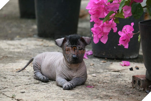 Xuất hiện con boss tốn mực nhất MXH: Đen xì từ chân đến đầu không chừa chỗ nào, kể cả lưỡi! - Ảnh 5.