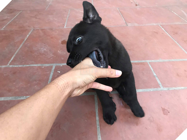 Xuất hiện con boss tốn mực nhất MXH: Đen xì từ chân đến đầu không chừa chỗ nào, kể cả lưỡi! - Ảnh 1.