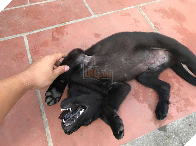 Xuất hiện con boss tốn mực nhất MXH: Đen xì từ chân đến đầu không chừa chỗ nào, kể cả lưỡi! - Ảnh 2.