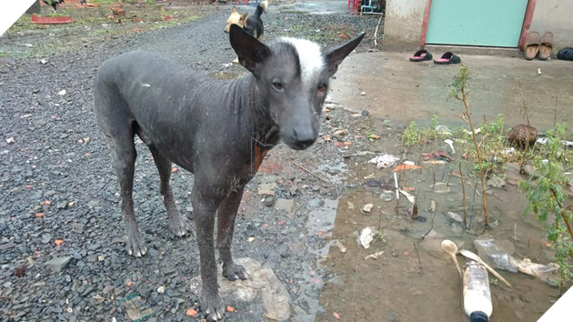 Xuất hiện con boss tốn mực nhất MXH: Đen xì từ chân đến đầu không chừa chỗ nào, kể cả lưỡi! - Ảnh 4.