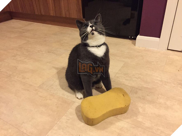 cat-bringing-sponges