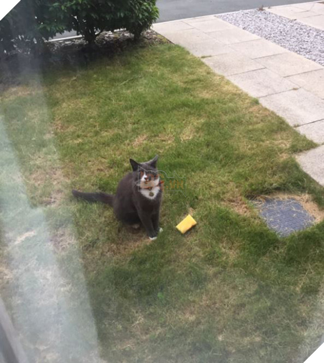 cat-bringing-sponges