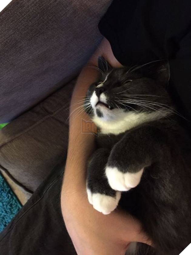 cat-bringing-sponges