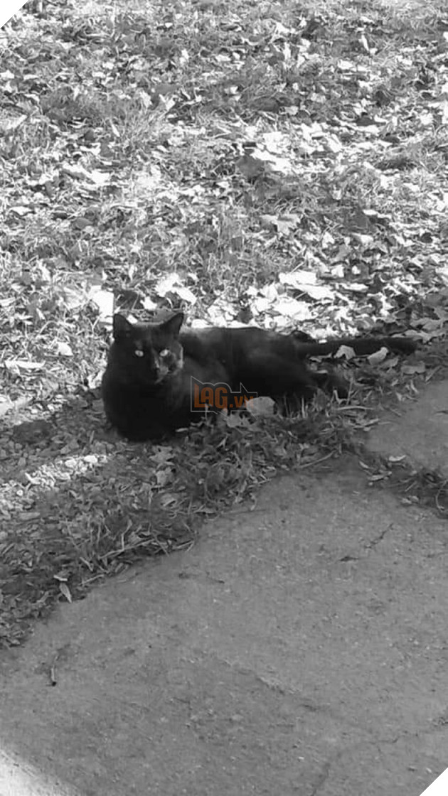 Grief owner makes a funeral for his black cat and astonishes at 'this cat's soul returning' 3