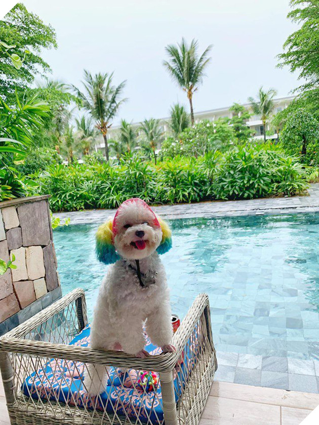 D&#226;n mạng chia phe tranh c&#227;i &quot;nảy lửa&quot; với c&#226;u chuyện mang th&#250; cưng l&#234;n m&#225;y bay của c&#244; bạn đến từ S&#224;i G&#242;n - Ảnh 3.