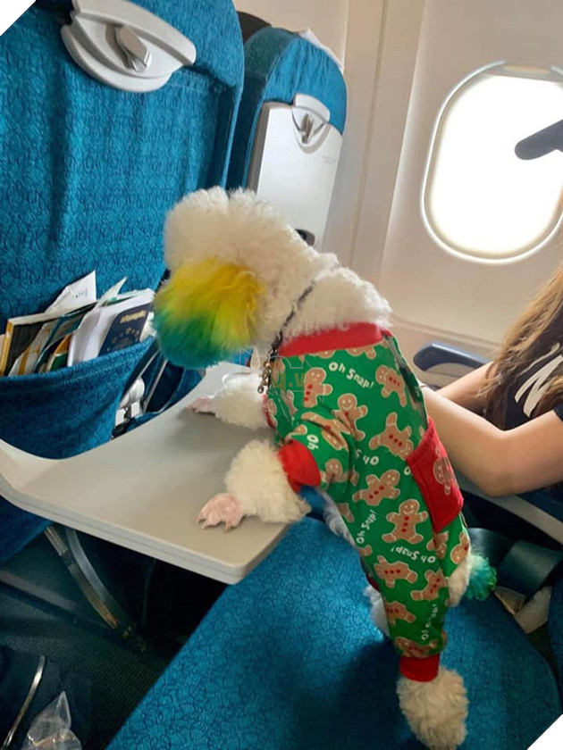 D&#226;n mạng chia phe tranh c&#227;i &quot;nảy lửa&quot; với c&#226;u chuyện mang th&#250; cưng l&#234;n m&#225;y bay của c&#244; bạn đến từ S&#224;i G&#242;n - Ảnh 2.