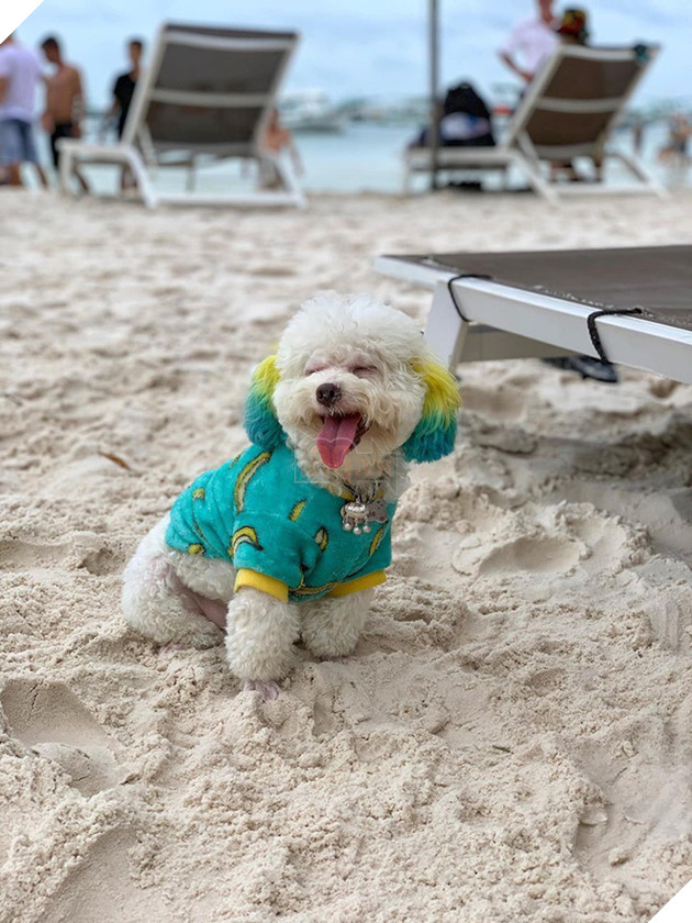 D&#226;n mạng chia phe tranh c&#227;i &quot;nảy lửa&quot; với c&#226;u chuyện mang th&#250; cưng l&#234;n m&#225;y bay của c&#244; bạn đến từ S&#224;i G&#242;n - Ảnh 3.