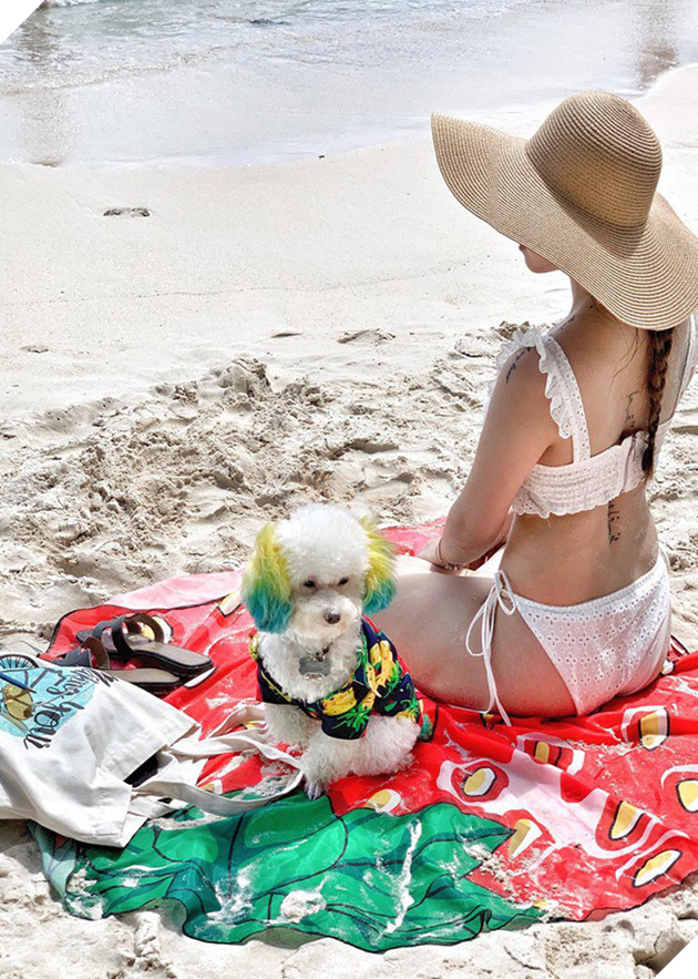 D&#226;n mạng chia phe tranh c&#227;i &quot;nảy lửa&quot; với c&#226;u chuyện mang th&#250; cưng l&#234;n m&#225;y bay của c&#244; bạn đến từ S&#224;i G&#242;n - Ảnh 3.