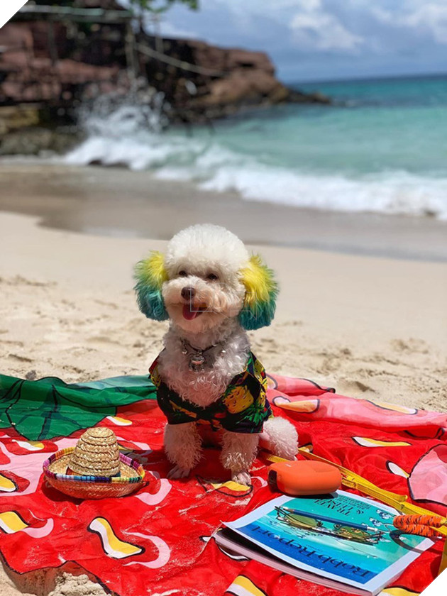 D&#226;n mạng chia phe tranh c&#227;i &quot;nảy lửa&quot; với c&#226;u chuyện mang th&#250; cưng l&#234;n m&#225;y bay của c&#244; bạn đến từ S&#224;i G&#242;n - Ảnh 4.