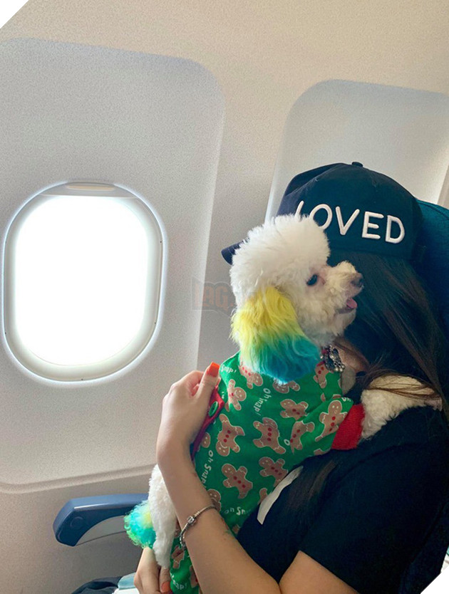 D&#226;n mạng chia phe tranh c&#227;i &quot;nảy lửa&quot; với c&#226;u chuyện mang th&#250; cưng l&#234;n m&#225;y bay của c&#244; bạn đến từ S&#224;i G&#242;n - Ảnh 1.