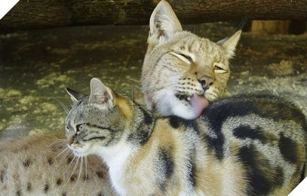 Quá chán cuộc sống đường phố, con mèo béo ú này đã đột nhập vào chuồng linh miêu và ăn ngủ tại đây 3