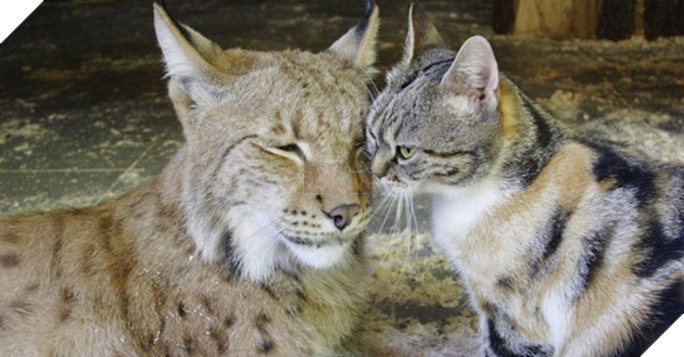 Quá chán cuộc sống đường phố, con mèo béo ú này đã đột nhập vào chuồng linh miêu và ăn ngủ tại đây 5