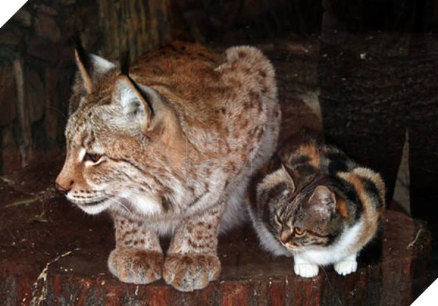 Quá chán cuộc sống đường phố, con mèo béo ú này đã đột nhập vào chuồng linh miêu và ăn ngủ tại đây 2