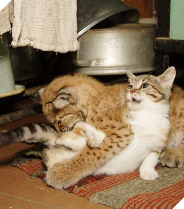 Quá chán cuộc sống đường phố, con mèo béo ú này đã đột nhập vào chuồng linh miêu và ăn ngủ tại đây 4