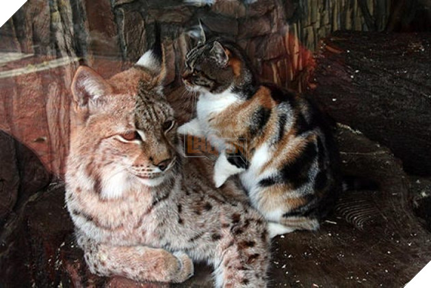 Quá chán cuộc sống đường phố, con mèo béo ú này đã đột nhập vào chuồng linh miêu và ăn ngủ tại đây