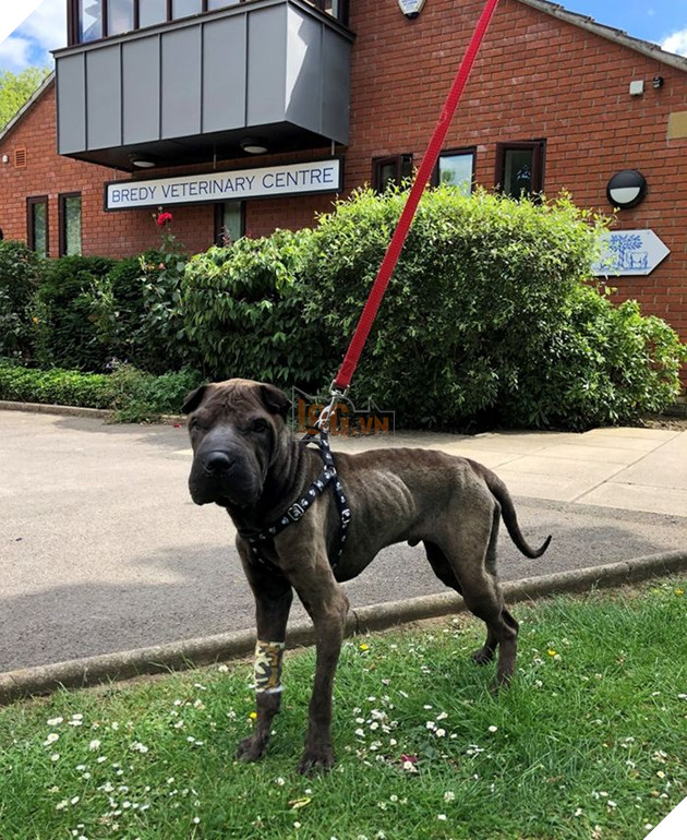 Chú chó rơi từ vách đá 160m và sống sót nhờ ăn rong rêu