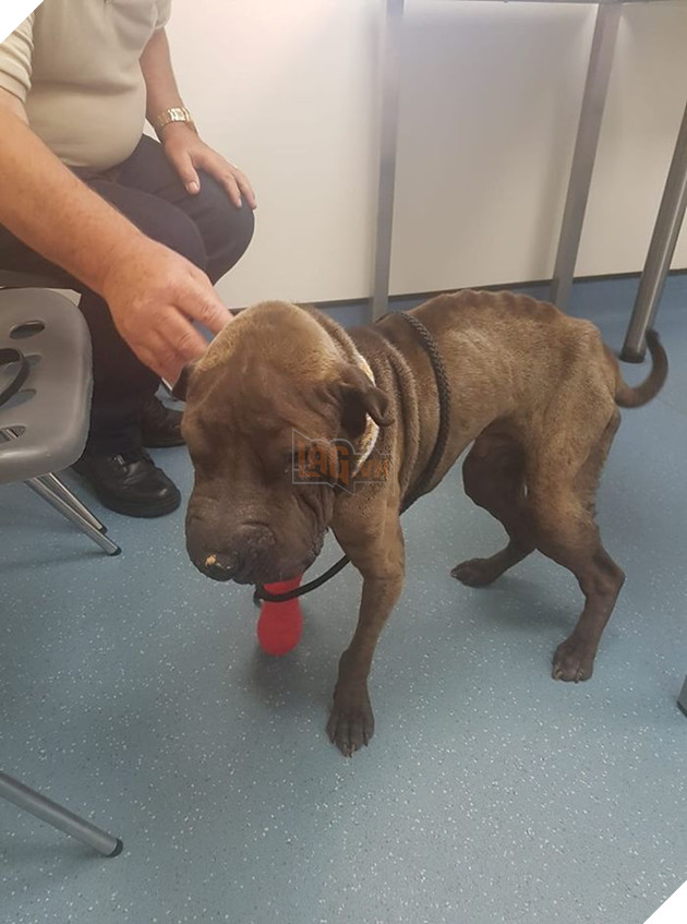 Chú chó rơi từ vách đá 160m và sống sót nhờ ăn rong rêu