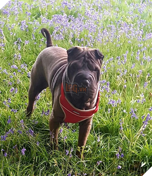 Chú chó rơi từ vách đá 160m và sống sót nhờ ăn rong rêu