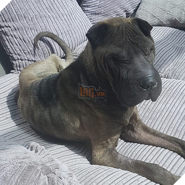 Chú chó rơi từ vách đá 160m và sống sót nhờ ăn rong rêu